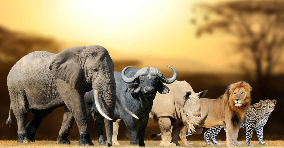 Top Countries for Wildlife Safaris