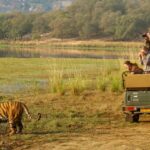 Top Wildlife Safari Locations