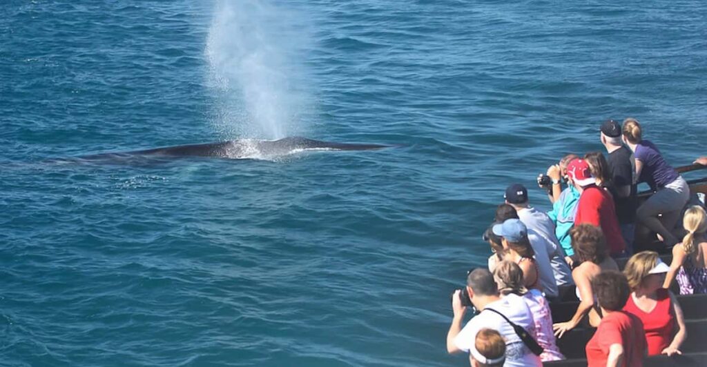 Best Time to Book the San Diego Whale Watching Tour