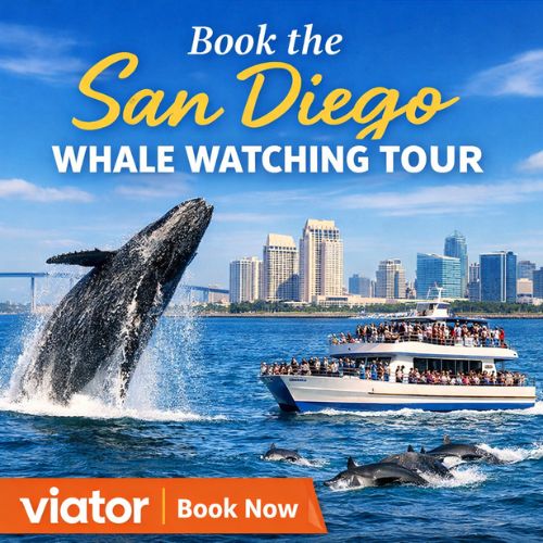 Book the San Diego Whale Watching Tour