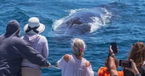 San Diego Whale Watching Tour