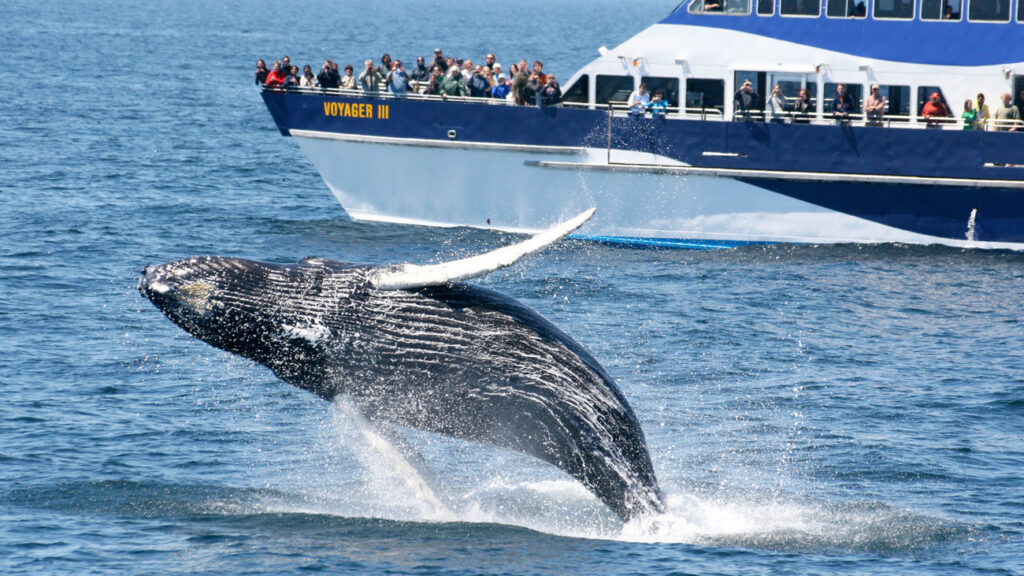Tips for Booking the Best Whale Watching Experience