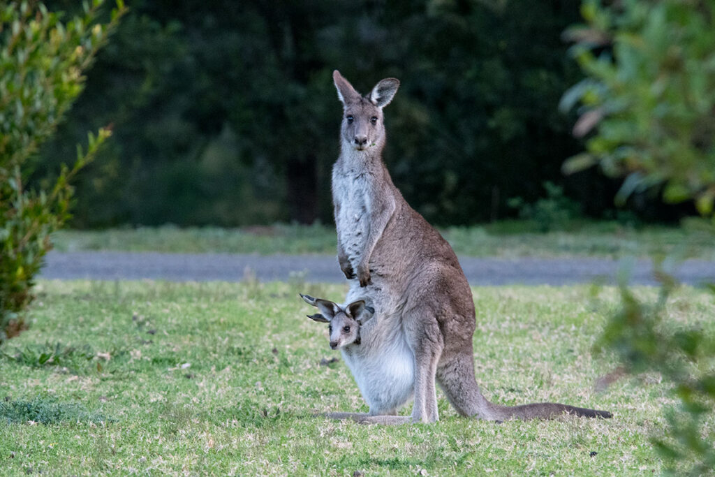 Wildlife and Natural Beauty